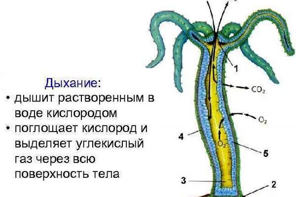 Правила модераторов кракен площадка