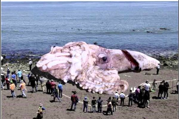 Kraken зеркало рабочее